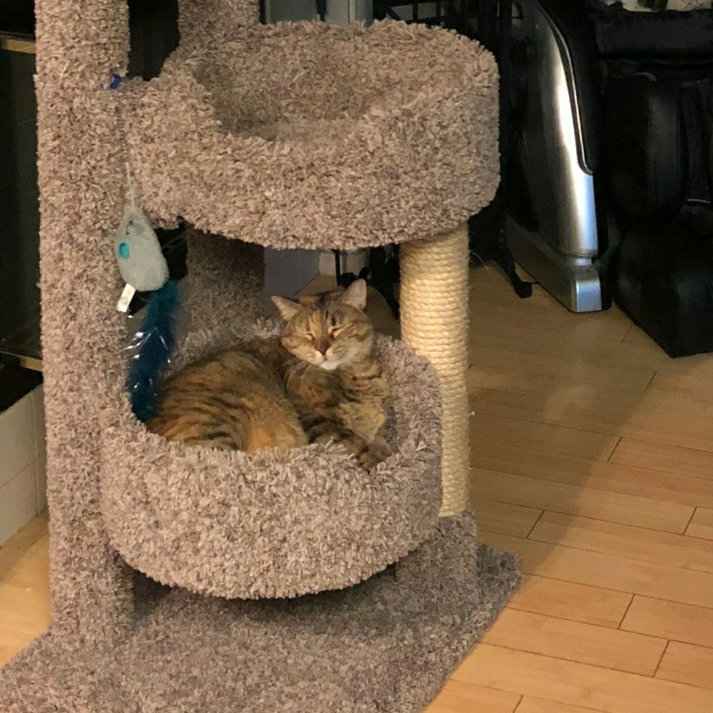 Meet your Posher, Kitty